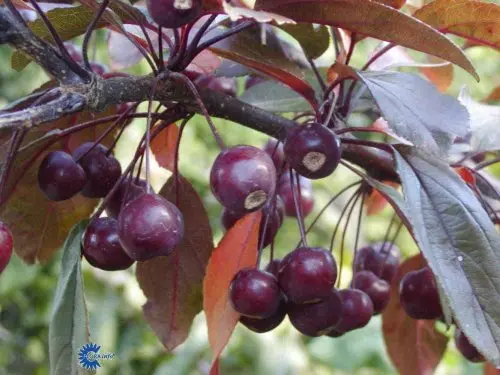 Malus hybrid Scarlet, Paradisæble Scarlet, Svagtvoksende, rundkronet træ Sødligt spiseæble med aroma Rødt middelstort æble August-september