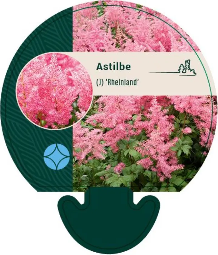 Astilbe - Potte 0,8 Liter