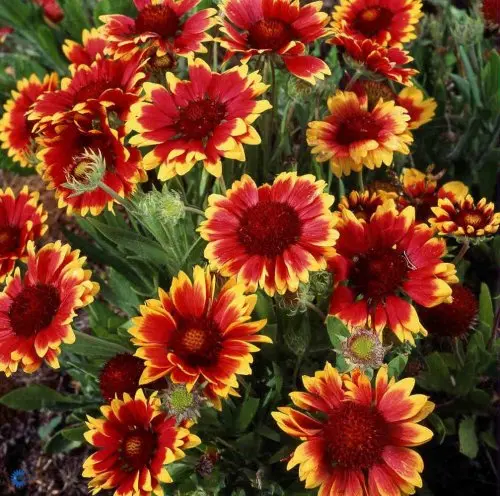 Kokardeblomst - Potte 1 liter