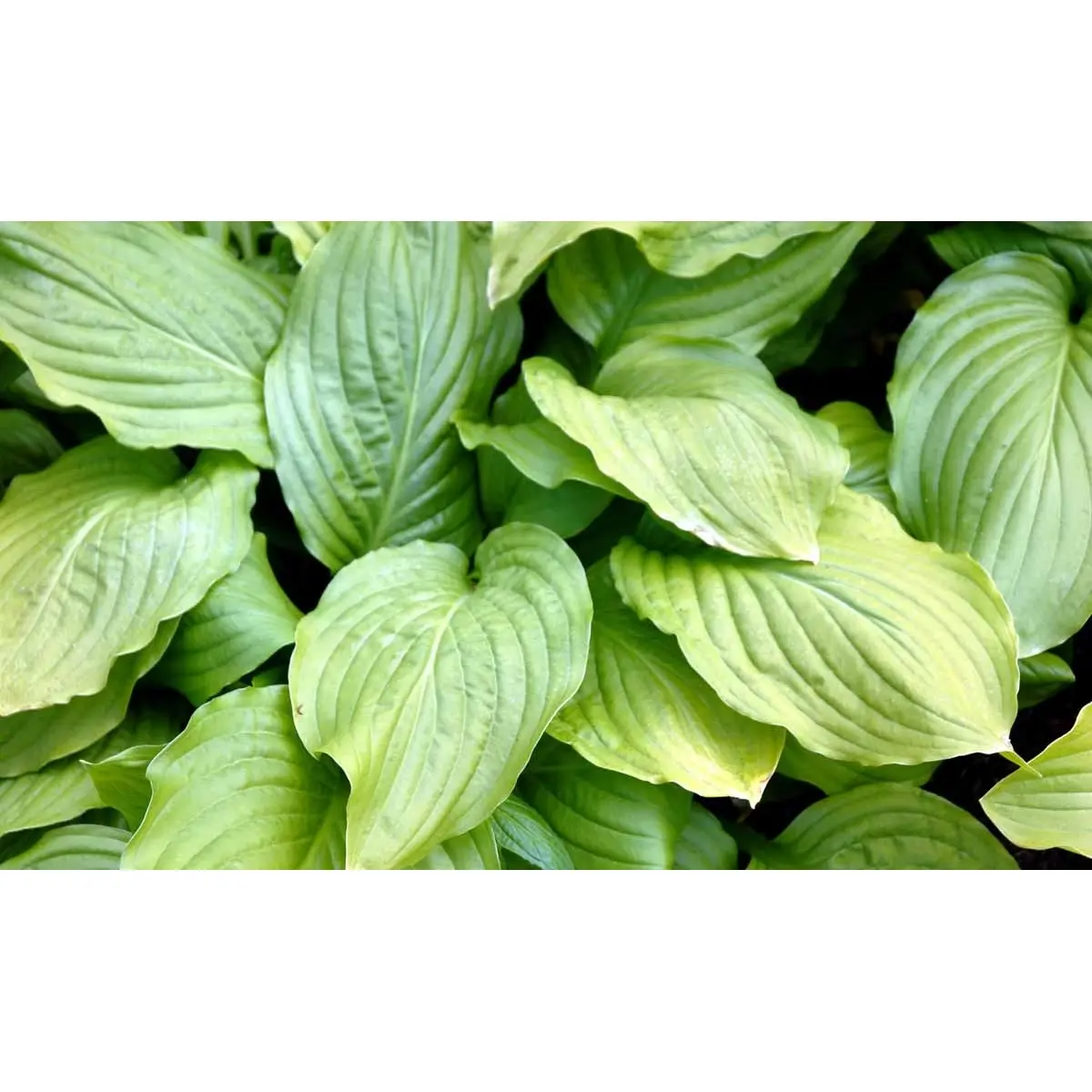 Funkia 'Honybells' - Potte 0,8 Liter