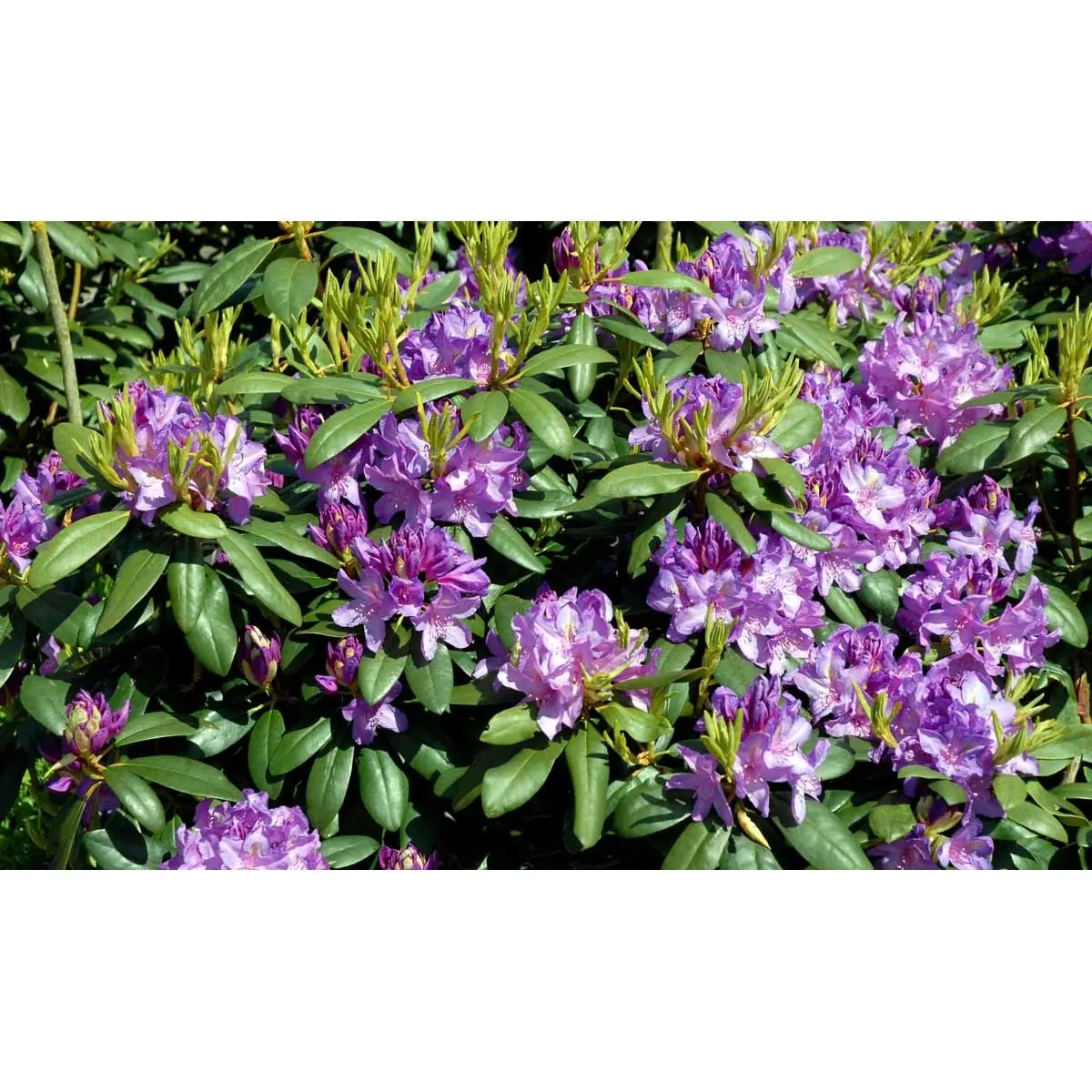 Rododendron cat. &apos;Boursault&apos;