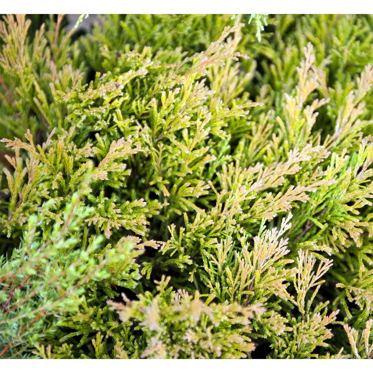 Krybende Enebær &apos;Limeglow&apos;