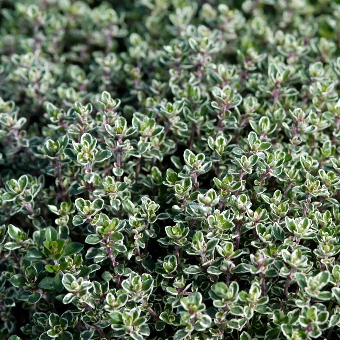 Citron timian Silver Queen (hvid/grøn)