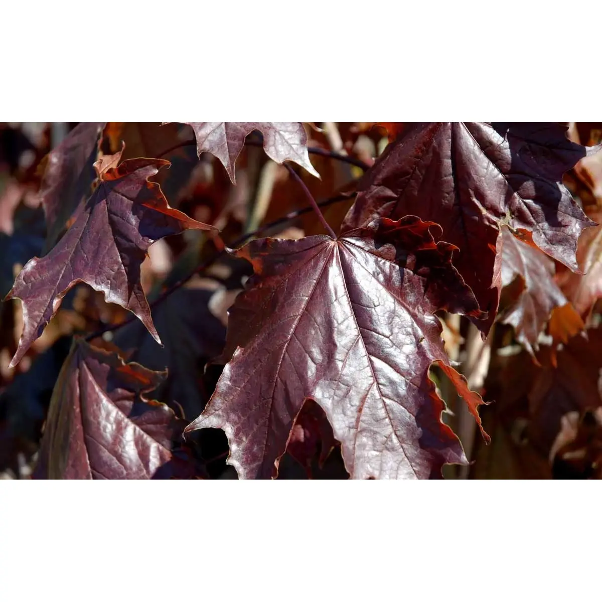 Rødbladet Spidsløn