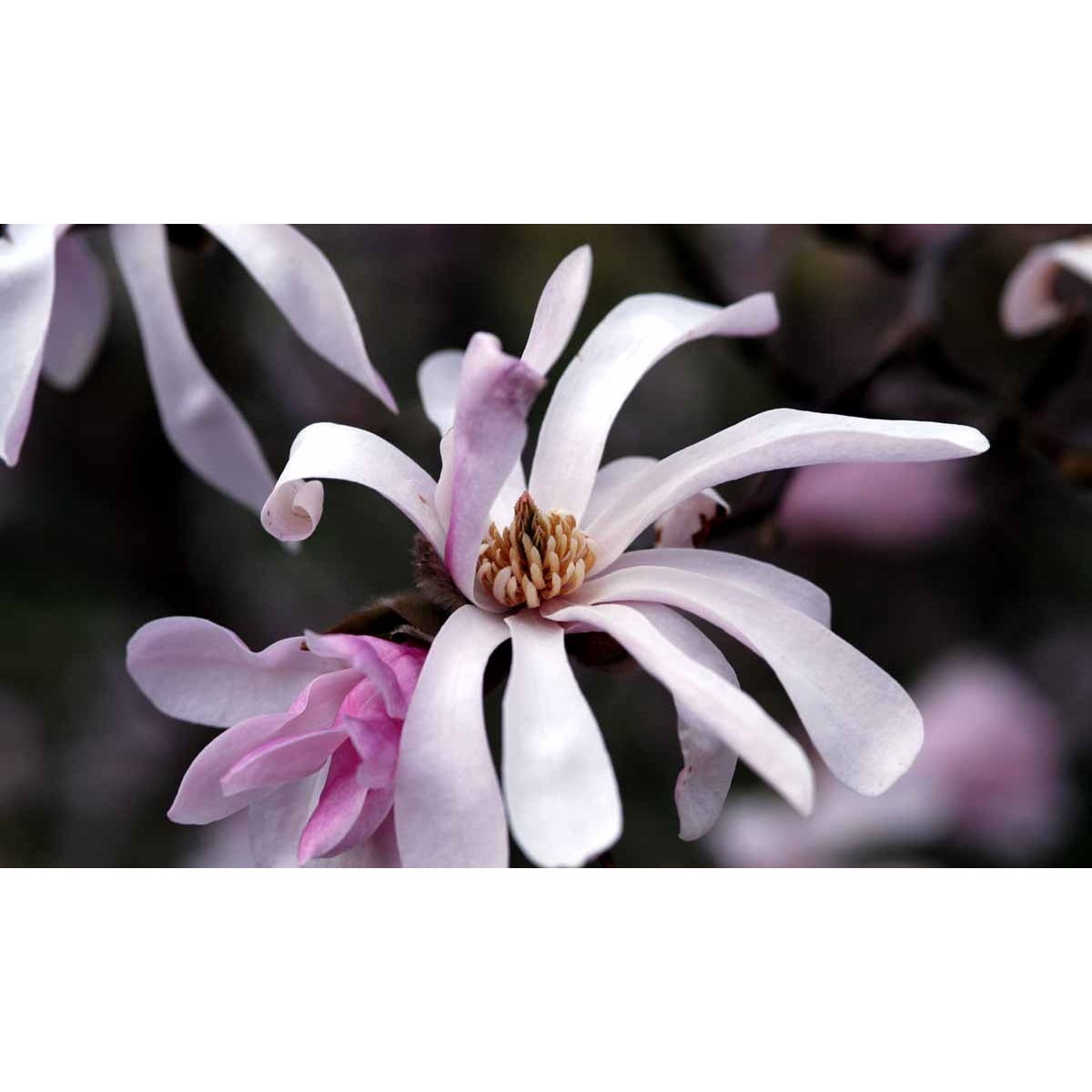 Magnolia &apos;Leonard Messel&apos;