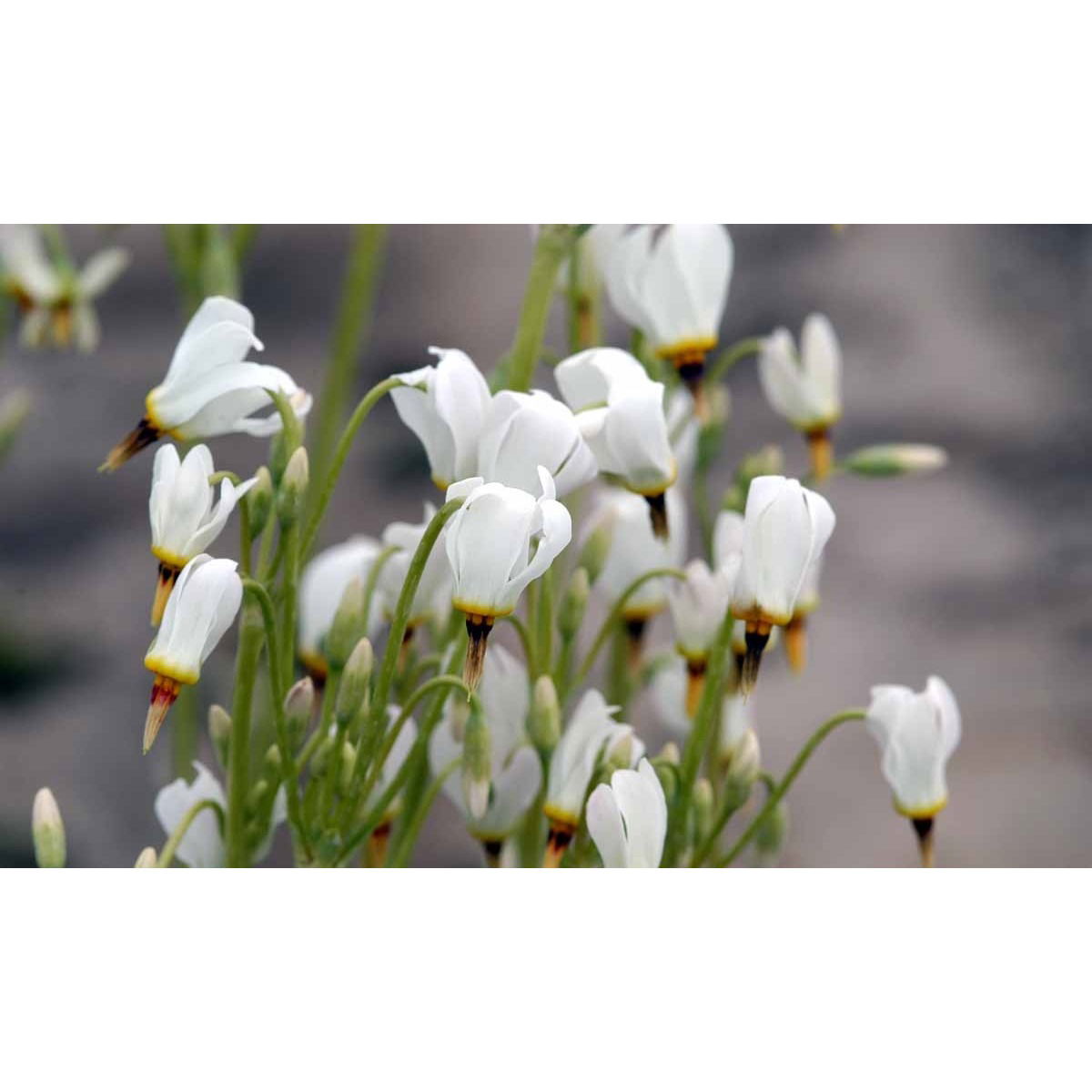 Gudeblomst &apos;Album&apos;