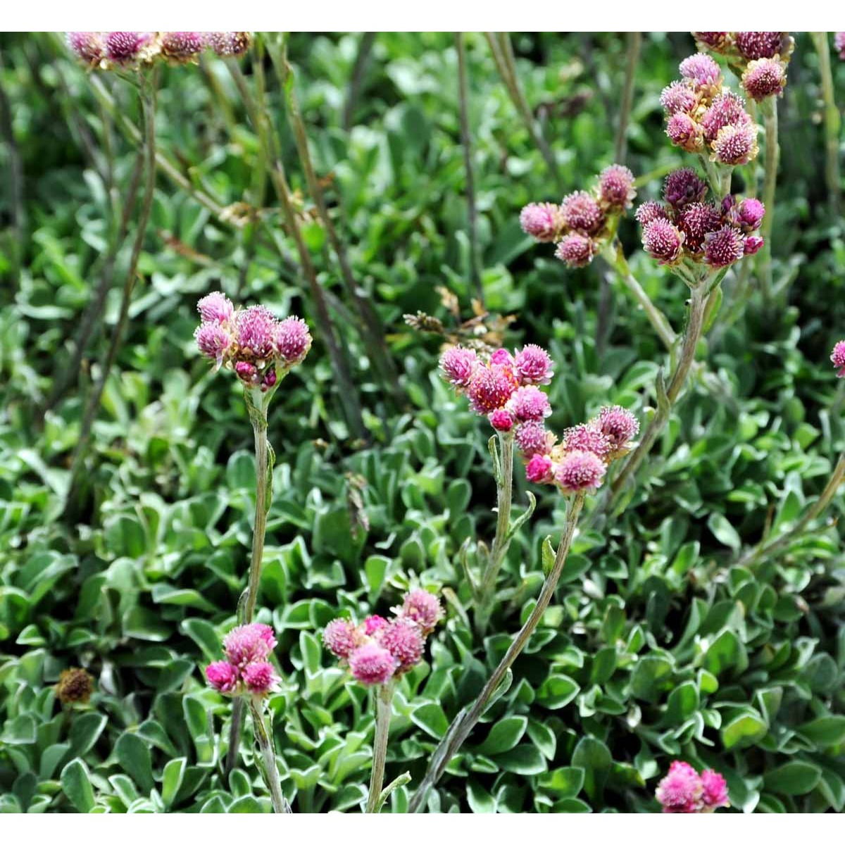 Kattefod &apos;Rubra&apos;