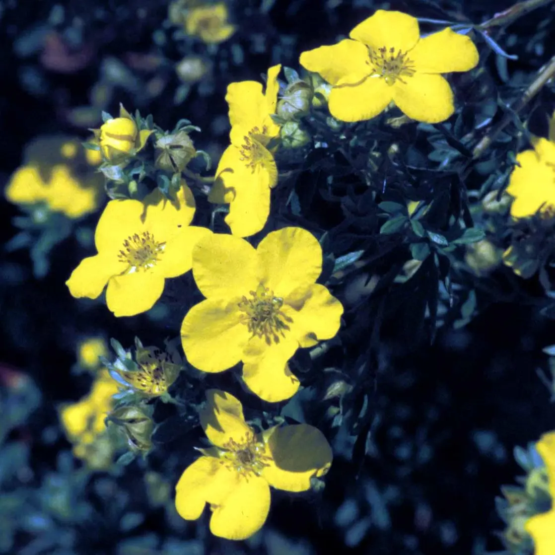 Gul Buskpotentil Goldfinger