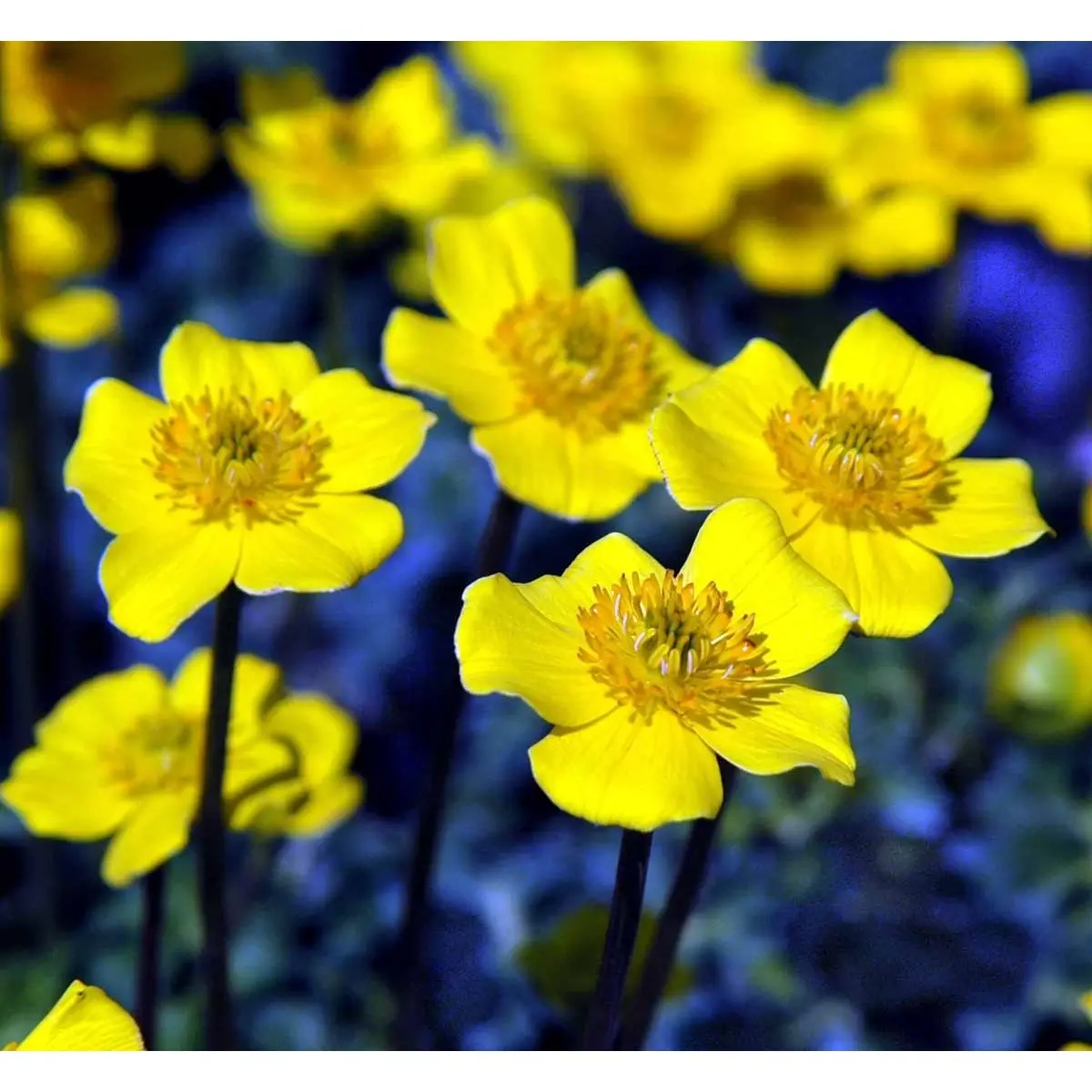 Dværg-Engblomme - Potte 1 liter