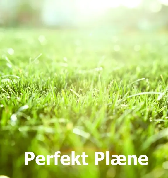 Perfekt Plæne