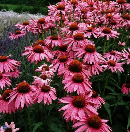Echinacea purpurea Magnus, Purpursolhat, Høj staude, 100 cm. Mørkegrønne ru ægformede blade. Store kurvblomster med hvælvede mørkerøde skiveblomster i august-september. Biblomst. Fuld sol. Snitblomst.