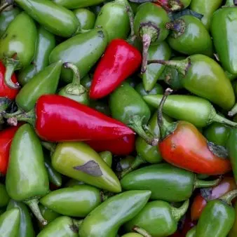 Øko Jalapeno 'Ruben RS'