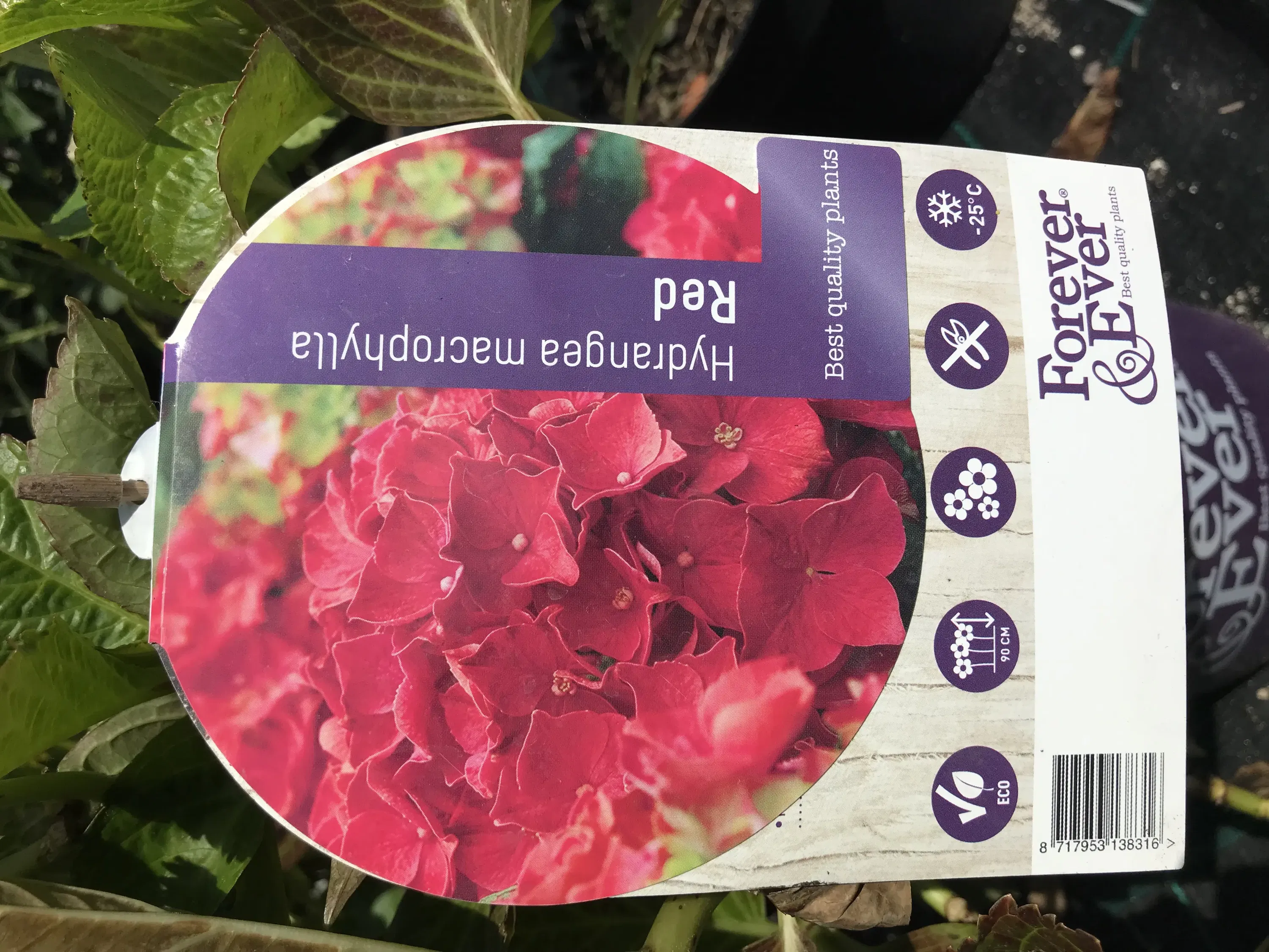 Hortensia macrophylla forever and ever red