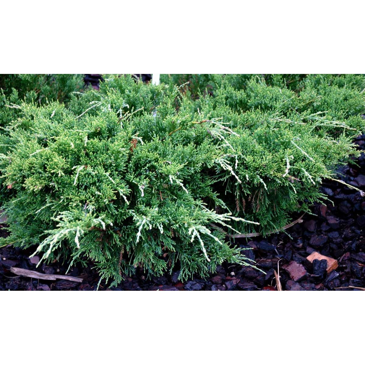 Kinesisk Enebær &apos;Mint Julep&apos;