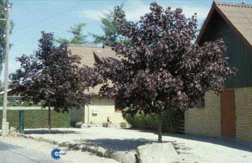 Acer platanoides Faasens Black, Rødbladet Spidsløn, Bredkronet, middelstort træ (12-15 m højt - 8-10 m bredt). Lappede, rødbrune blade, purpurfarvede høstfarver. Gulgrønne blomster før løvspring. Sol - halvskygge. Alm. havejord.