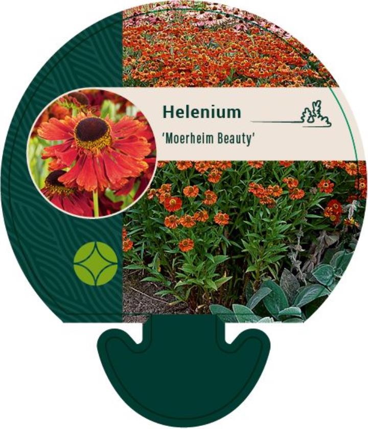 Solbrud 'Moerheim Beauty' - Potte 0,8 Liter