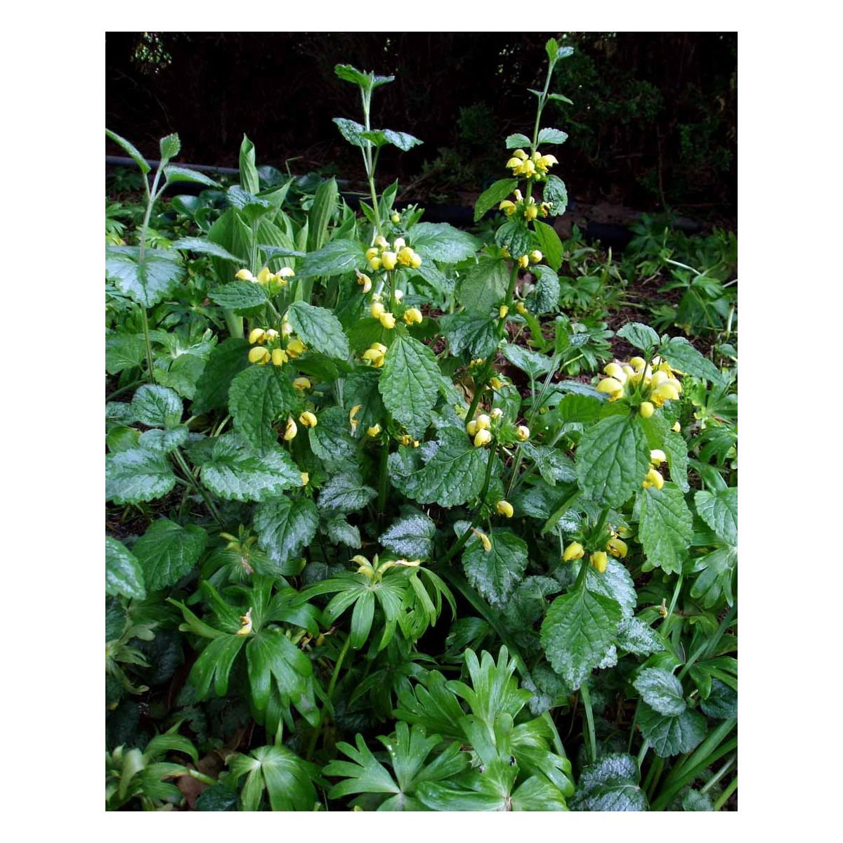 Guldnælde &apos;Florentinum&apos;