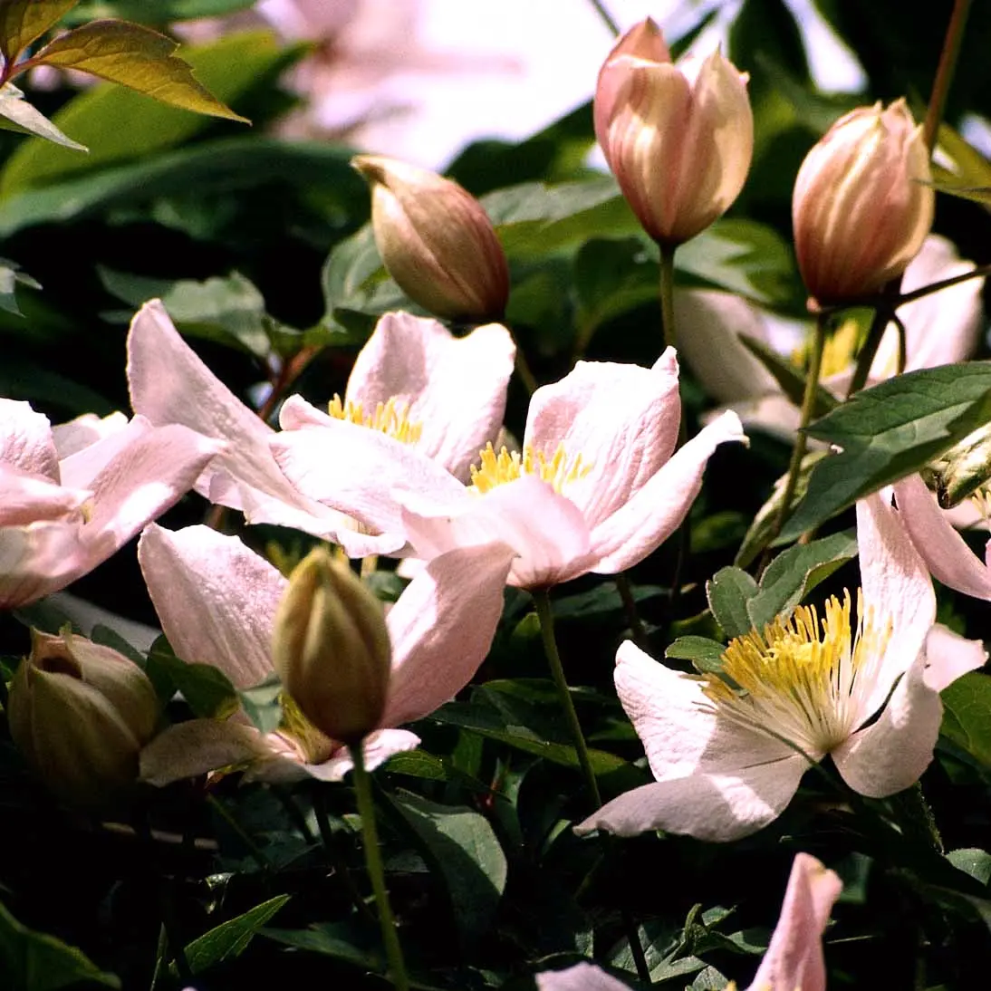 Bjerg-Skovranke Elizabeth