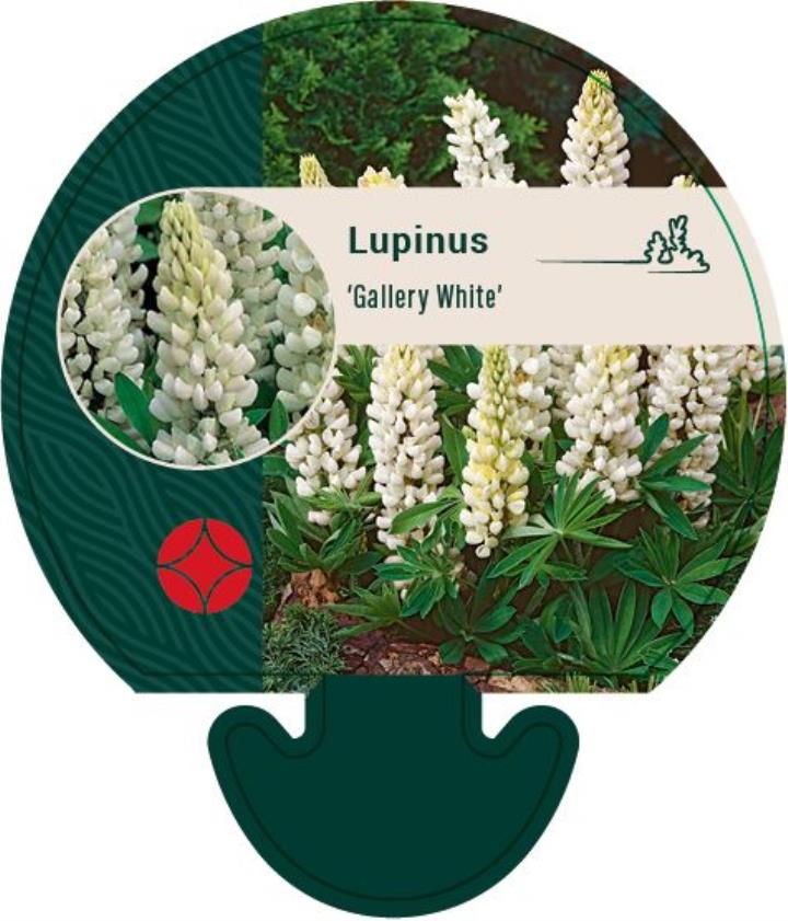Staudelupin 'Gallery White' - Potte 0,8 Liter