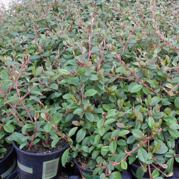 Cotoneaster dammeri radicans, Krybende Dværgmispel, Krybende 10-20 cm høj, 1,5 m bred stedsegrøn tæt busk. Hvidlig blomst med rødt i maj juni. Frugten skarlagenrød. Sol - halvskygge. Alm. veldrænet havejord. Velegnet til bunddække under buske og træer sam