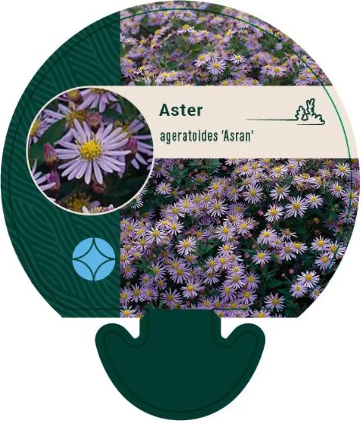 Japansk Asters 'Asran' - Potte 0,8 Liter
