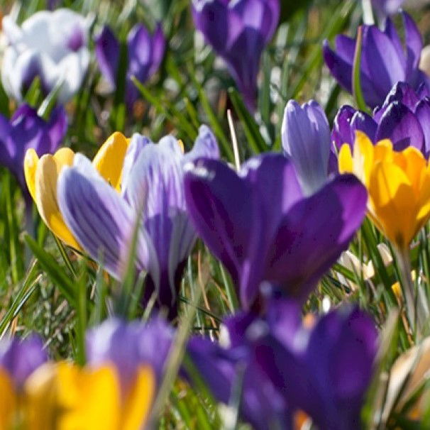 Krokus Large Flowering mix Storkøb