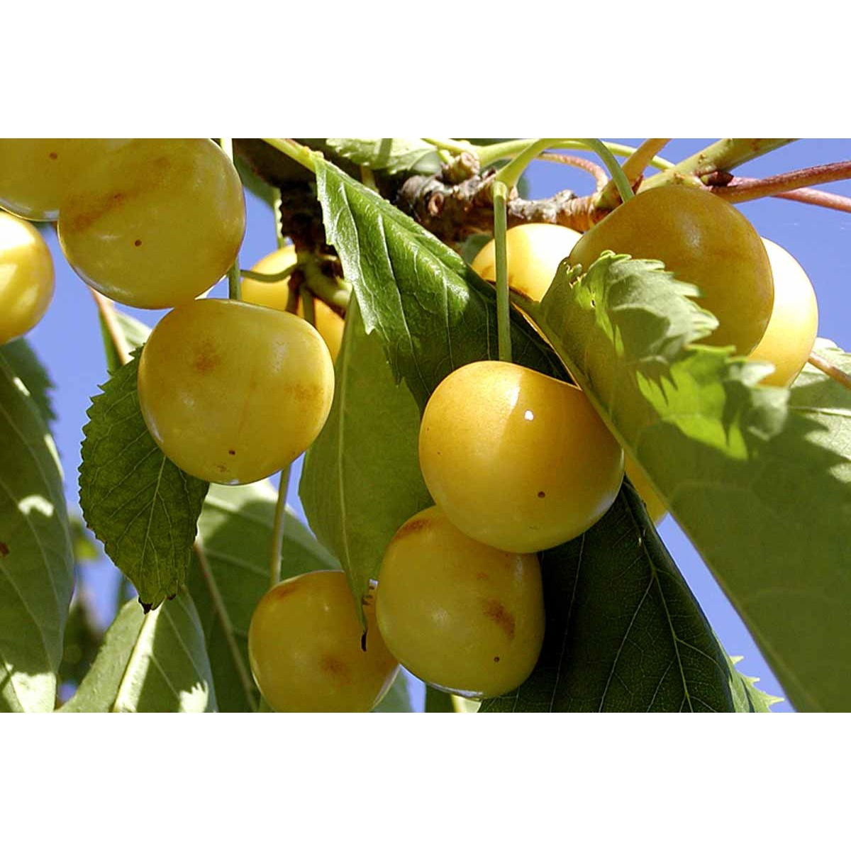 Sød kirsebær Dønissens Gule&apos;