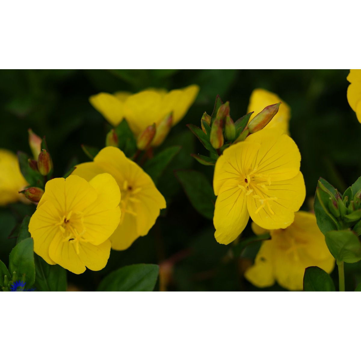 Natlys &apos;Hohes Licht&apos;