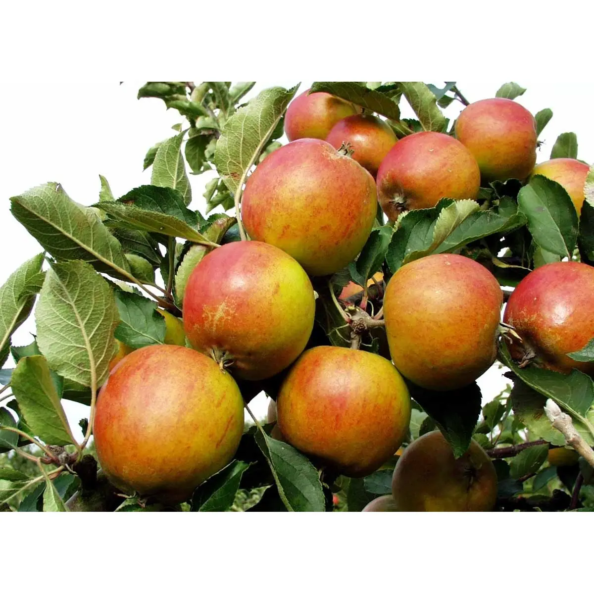 Æble &#39;Holsteiner Cox&#39; - Potte 10 liter 150-175 cm.