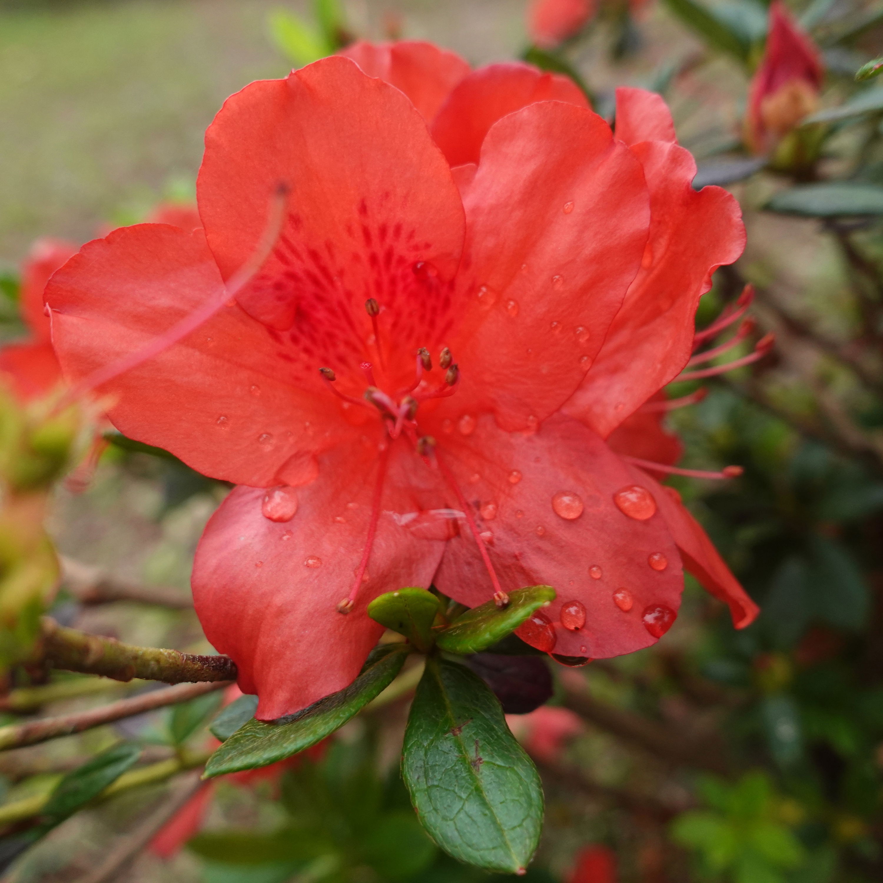 Rhododendron Little Red
