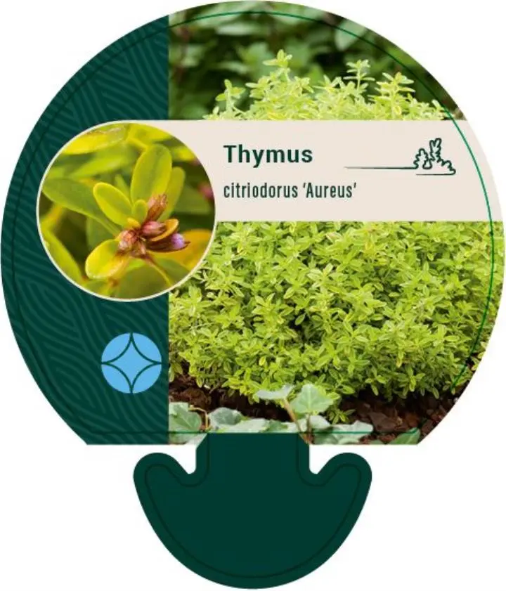 Citron timian 'Aureus' - Potte 0,8 Liter