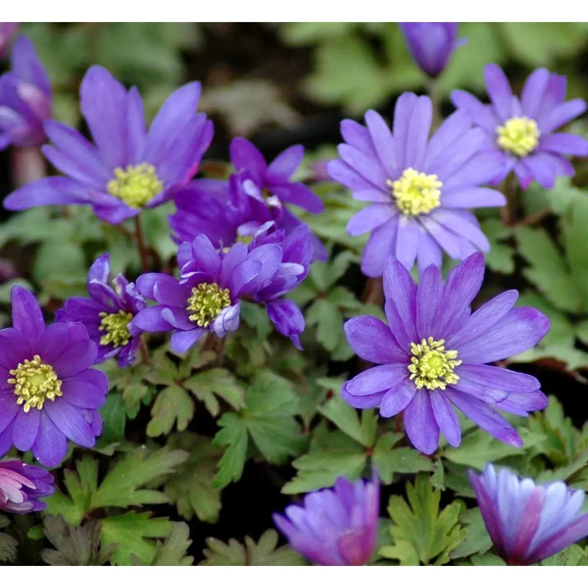Balkan-Anemone 'Blue Shades' - 10 cm. Potte