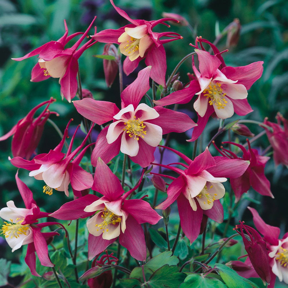 Akeleje Winky Double Red-White