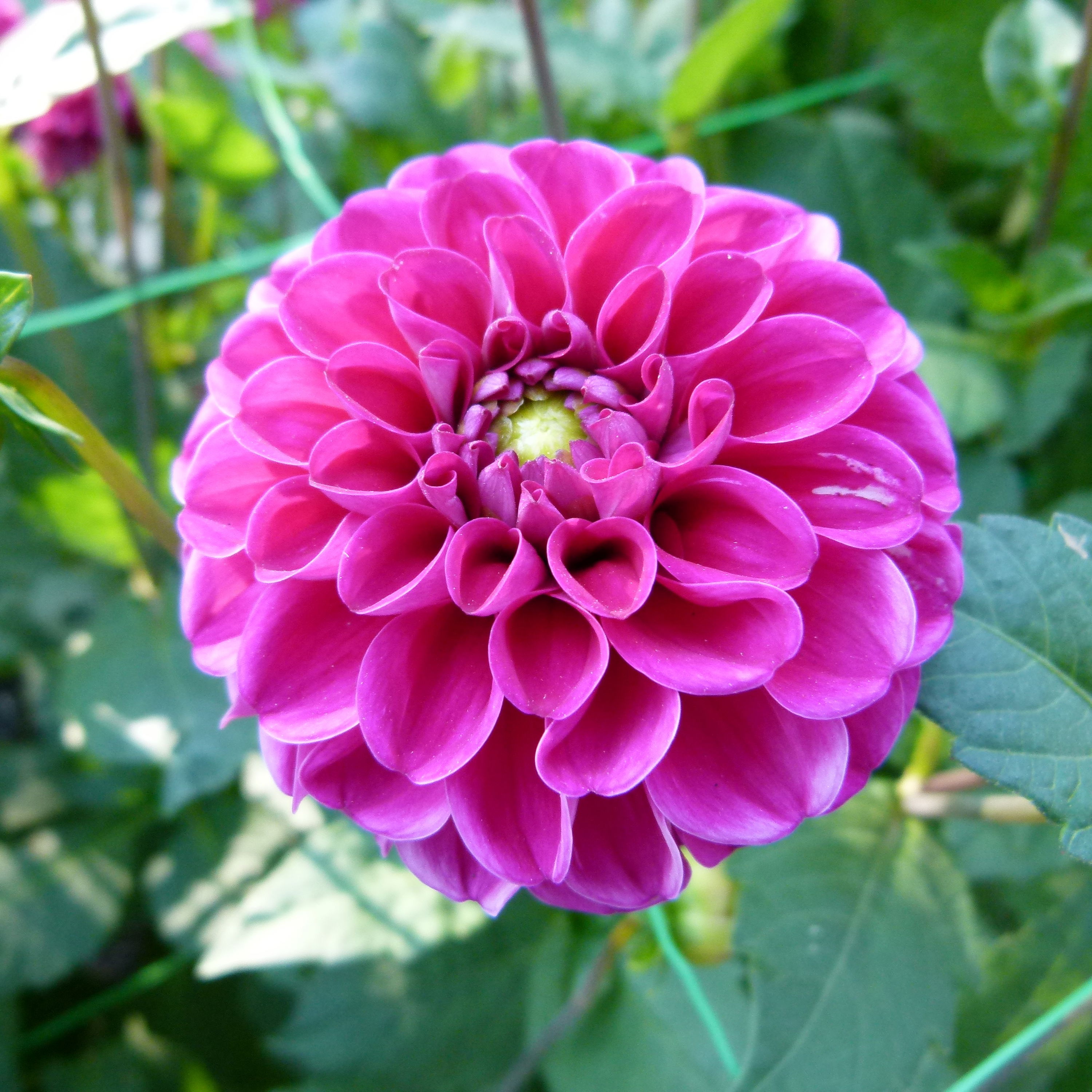 Dahlia Redskin Mix