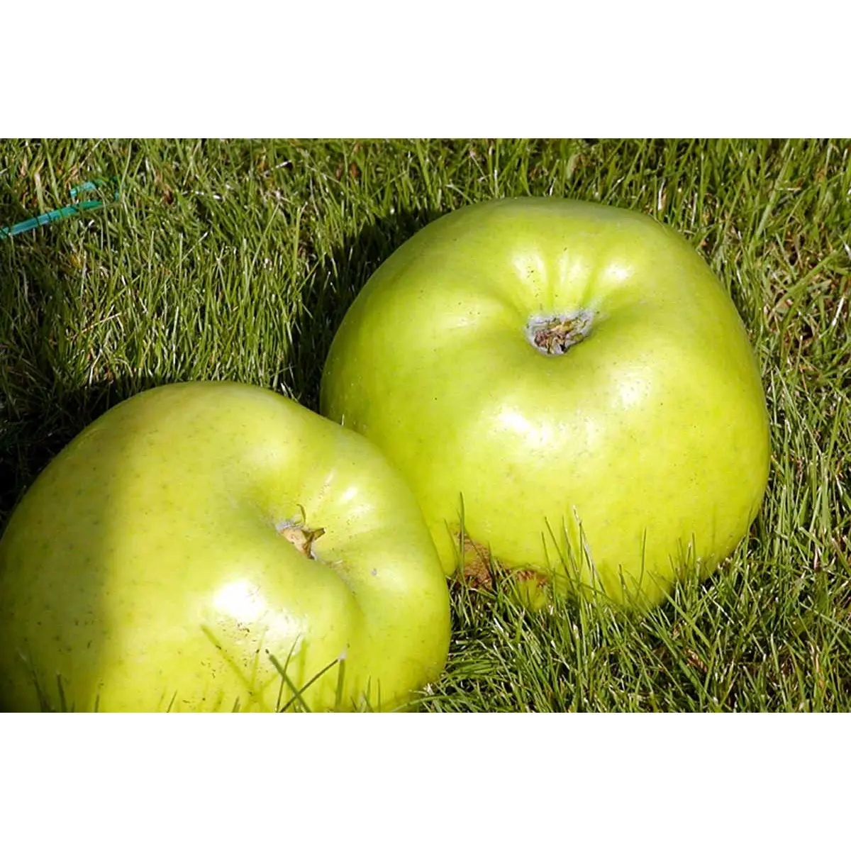 Æble &#39;Signe Tillisch&#39; - Potte 10 liter 150-175 cm.