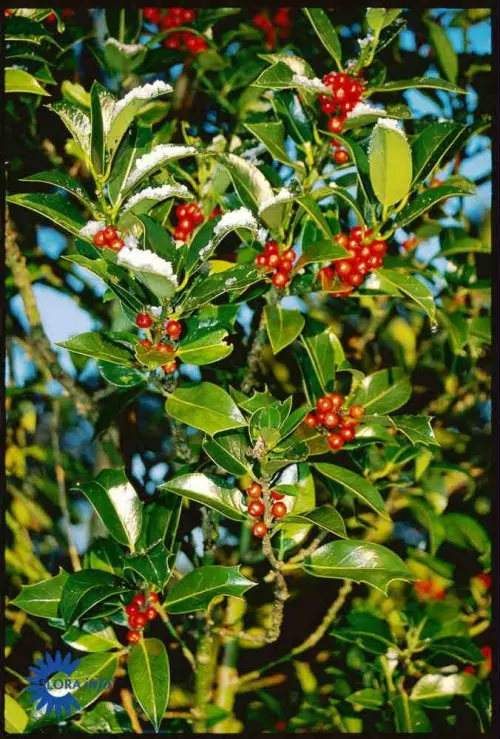 Ilex aquifolium J.C. van Tol, Kristtorn J.C. van Tol, Barkfarve / Grene: Grålig Bestøvning: Han - og hunplanter Blad / Nåle: Ægformede Blad / Nåle farve: Mørkegrønne Blomster str.: Små Blomsterfarve: Hvide Blomstringstid 1: Maj - Juni Bredde: 2 - 3 meter