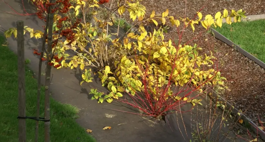 Biocovers - ukrudtsdug med buske