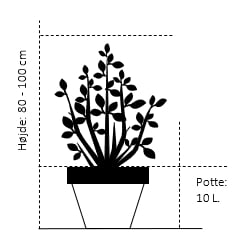 Magnolia ' Black Tulip'