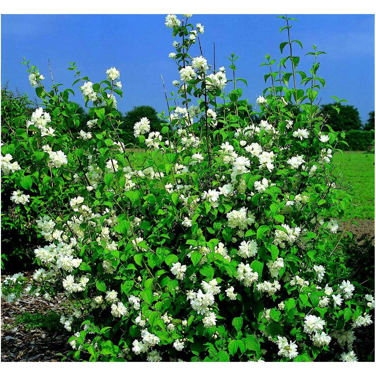 Uægte Jasmin &apos;Schneesturm&apos;