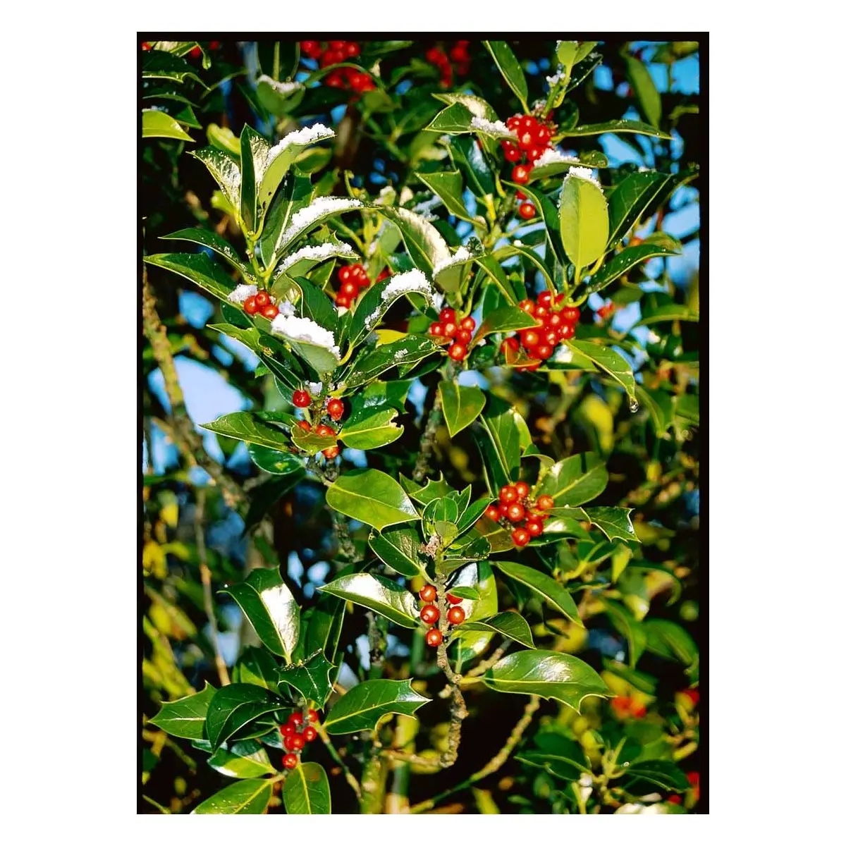 Kristtorn &apos;J.C. van Tol&apos;