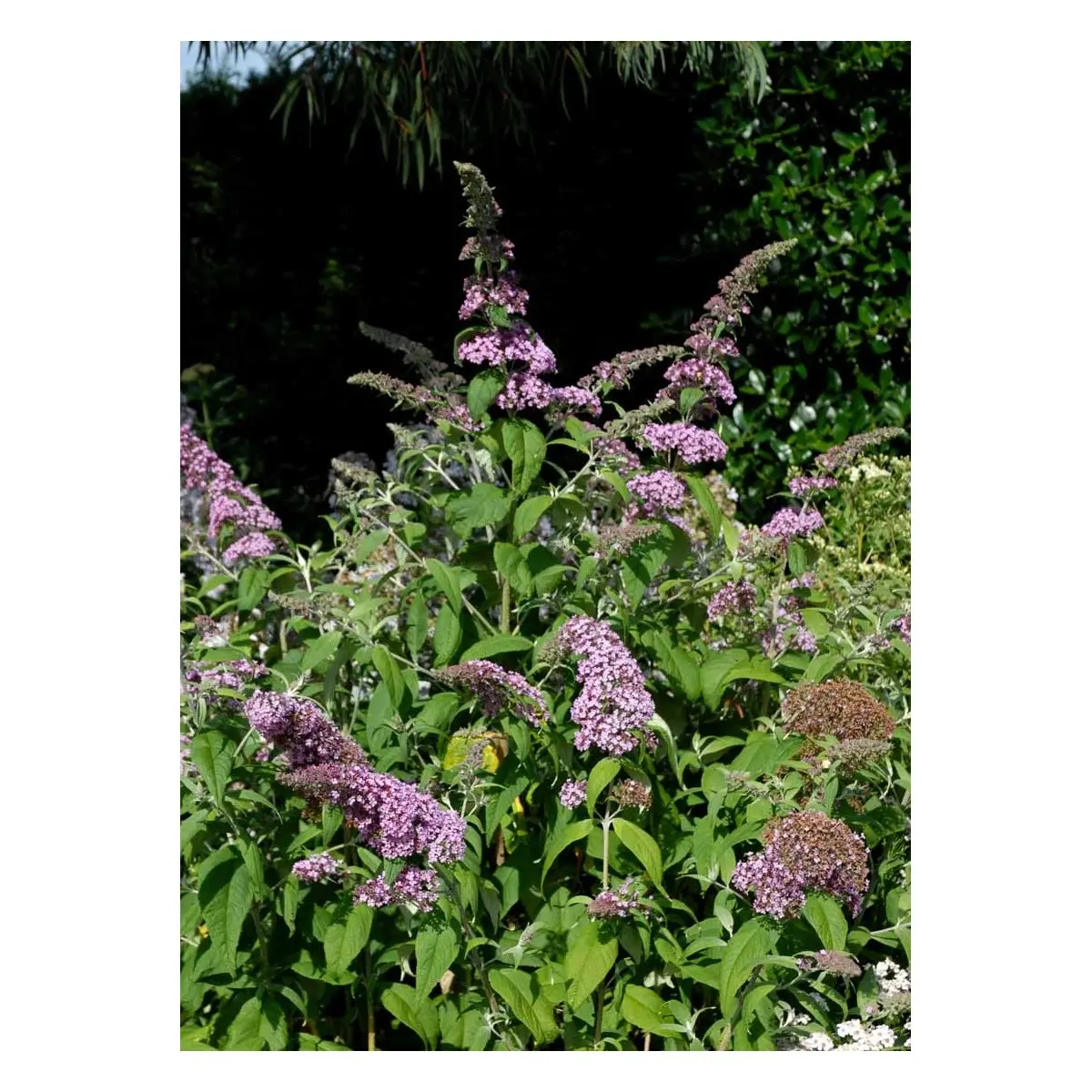 Sommerfuglebusk &apos;Pink Delight&apos;