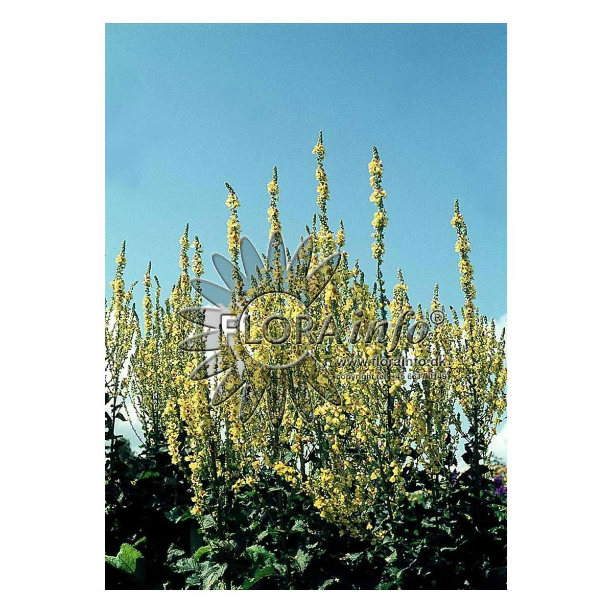 Verbascum olympicum, Olympisk kongelys, 1-2 m høj sommerblomst. Blomstrer i juni-september måned. Store gule blomster. 3 pr. kvm. Trives i fuld sol. Vokser i god næringsrig havejord. Middeltvoksende, opret, fuldt hårdfør staude eller sommerblomst. Også ve