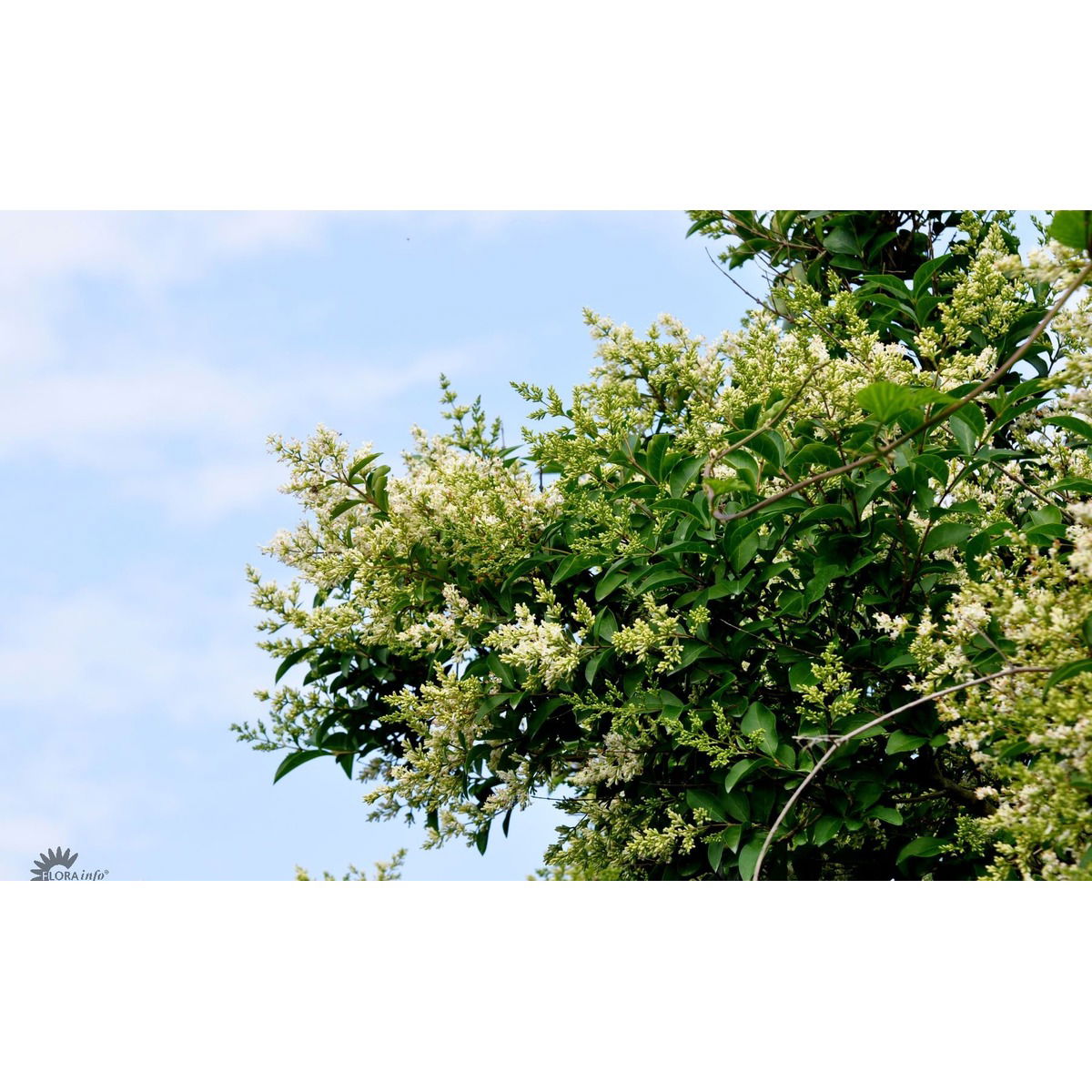 Stedsegrøn Liguster