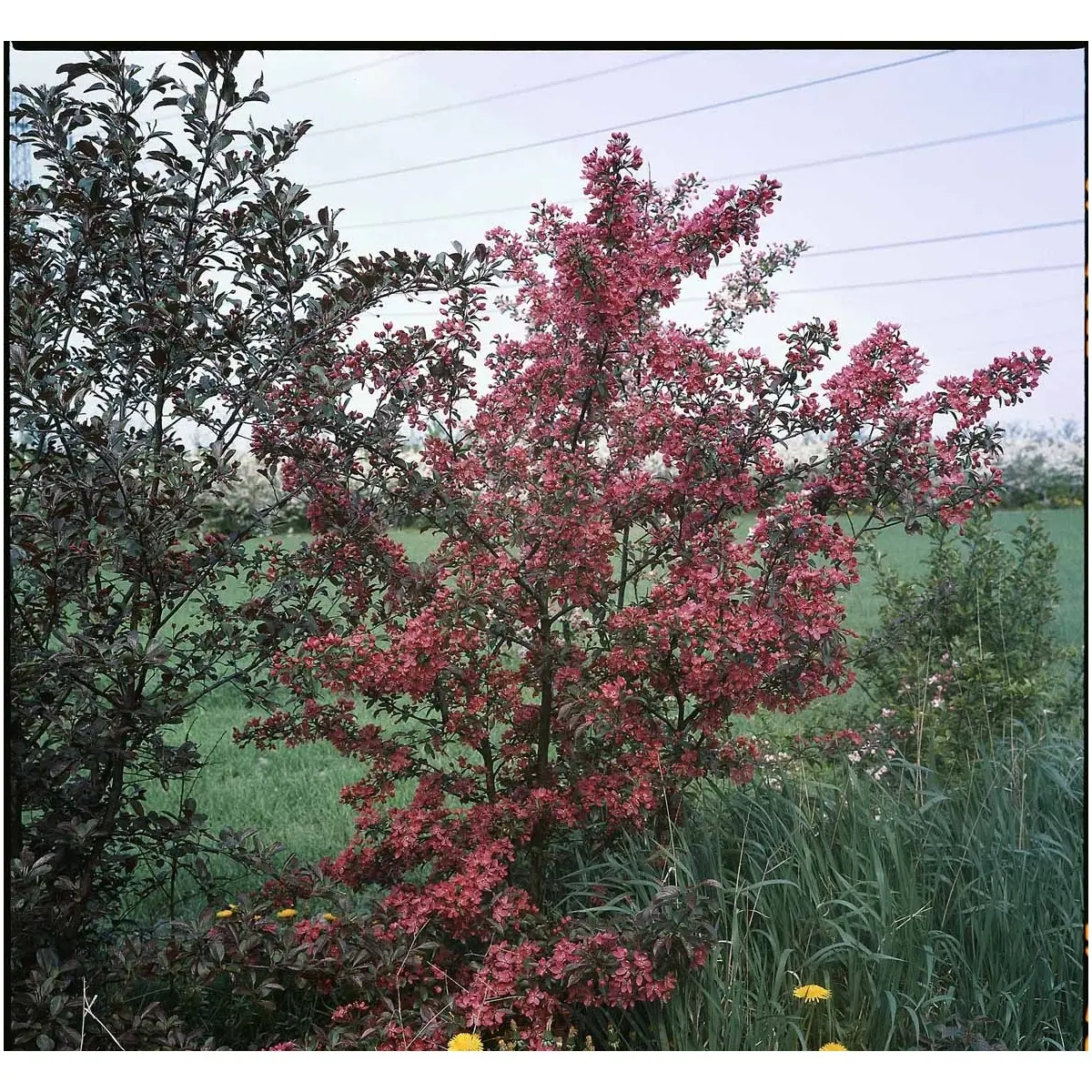 Paradisæble &apos;Freja&apos;