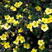 Potentilla fruticosa Elizabeth, Buskpotentil Elizabeth, 80 cm høj og 120 cm bred tæt busk, blålig grønne blade, 4 cm store lysegule blomster i mængde juni - oktober sol bunddække, gruppe, hæk, solitært m.m., hårdfør og sund, trives i al slags jord