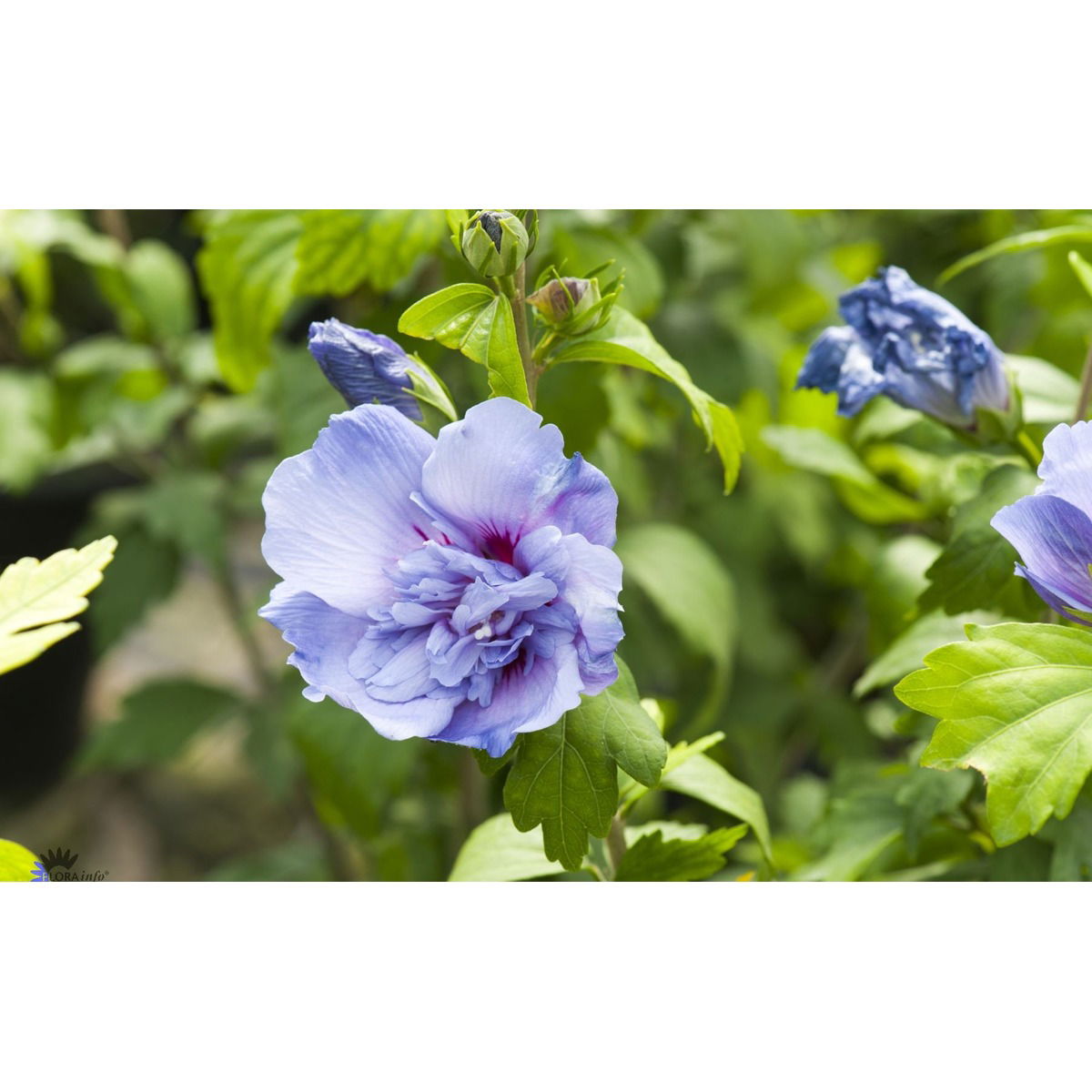 Syrisk Rose &apos;Blue Chiffon&apos;