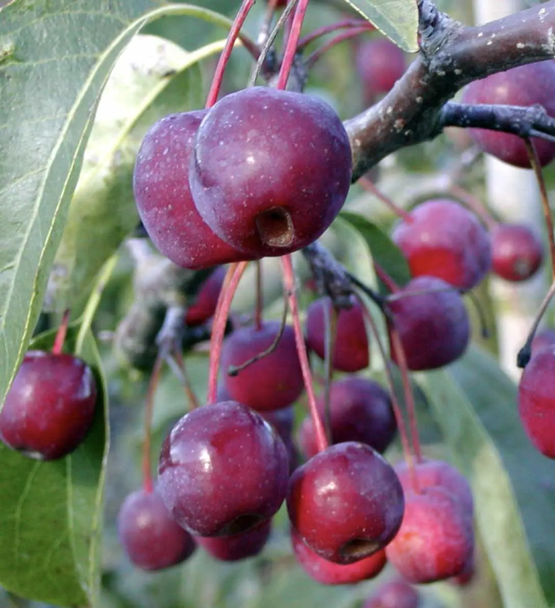 Paradisæble &apos;Braendkjær&apos;