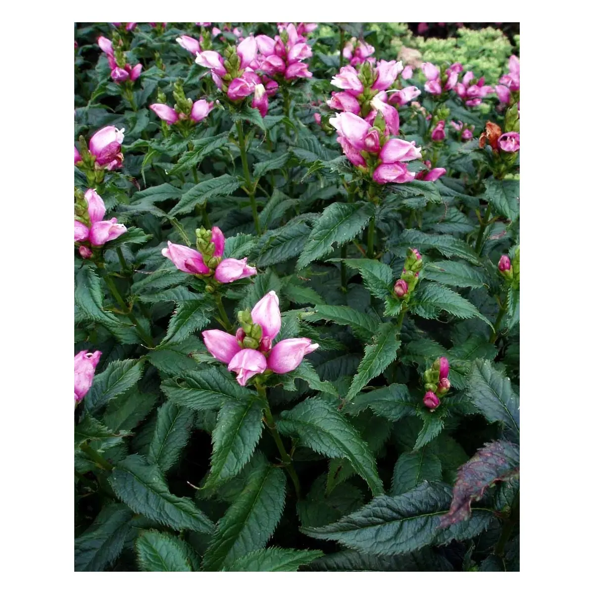 Duehoved 'Hot Lips' - Potte 1 liter