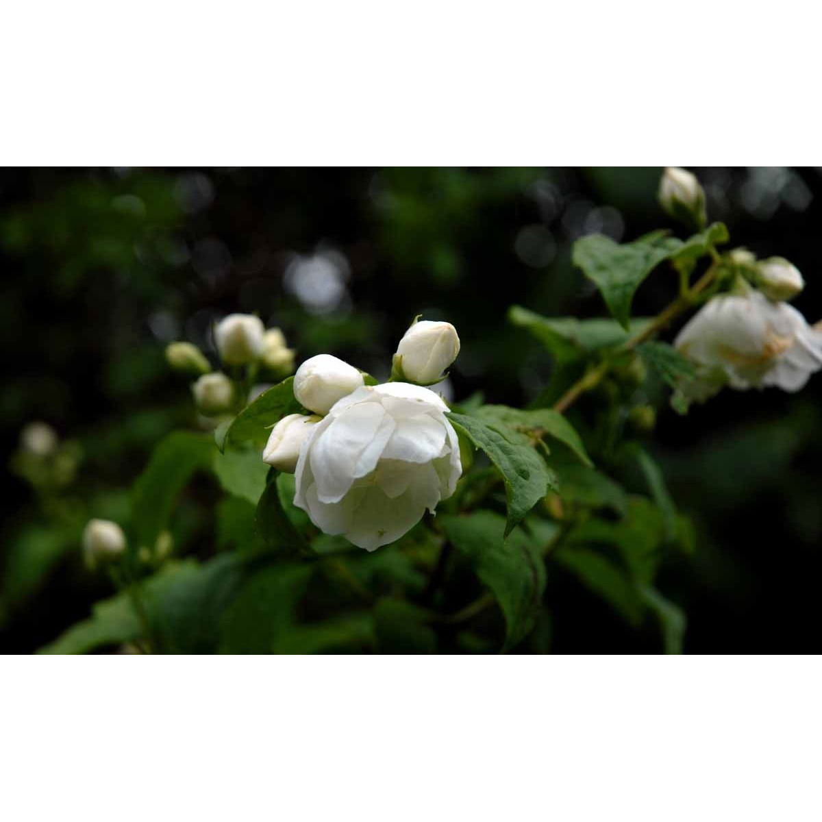 Philadelphus X Virginalis &apos;Virginal&apos;
