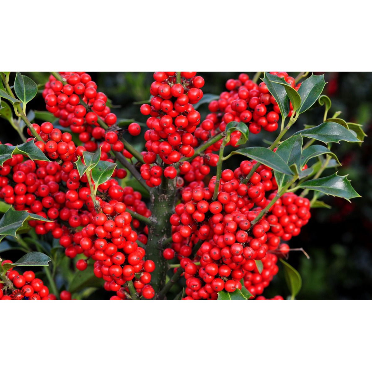 Almindelig kristtorn &apos;Alaska&apos;